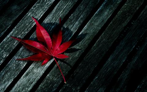 毕平强DBWYNRKA相关图片