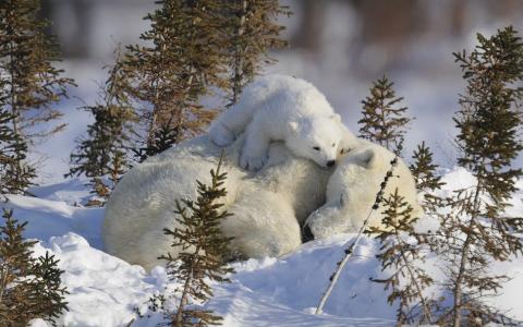 柏冰雪6HO0BMNF相关图片