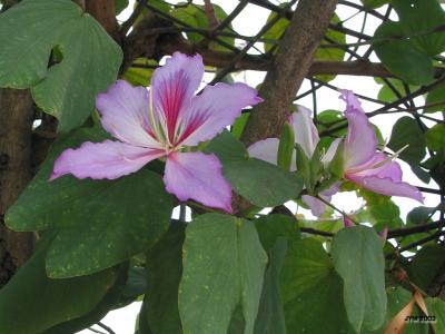 吕春芸BH56K9FQ相关图片